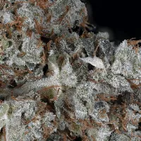 Don  Avalanche  Cannabis  Seeds  Don  Gorilla  Glue