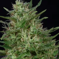 Don  Avalanche  Cannabis  Seeds  Don  Green  Crack