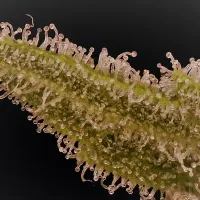 Don  Avalanche  Cannabis  Seeds  Don  Lemon  Glue