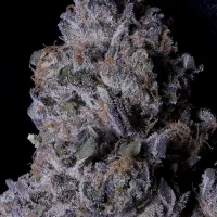 Don  Avalanche  Cannabis  Seeds  Don  Purple  Dick