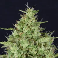 Don  Avalanche  Cannabis  Seeds  Don  Star  Dawg