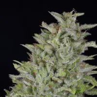 Don  Avalanche  Cannabis  Seeds  Don  Wedding  Cake
