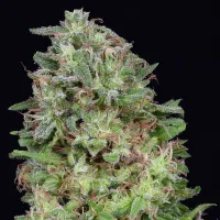 Don  Avalanche  Cannabis  Seeds  Don  White  Widow
