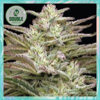 Double  Cannabis  Seeds  Auto  Jelly  Donutz