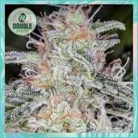Double  Cannabis  Seeds  Blue  Dream  Auto