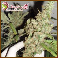 Dr  Krippling  Cannabis  Seeds  Afghan  Cow