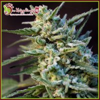 Dr  Krippling  Cannabis  Seeds  Ape  Zkit  Auto