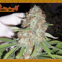 Dr  Krippling  Cannabis  Seeds  Blue  Kripple