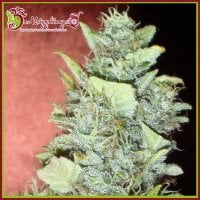 Dr  Krippling  Cannabis  Seeds  Bubba  Gum  Auto