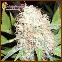Dr  Krippling  Cannabis  Seeds  Bud  Bud  Bling  Tingz