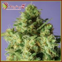 Dr  Krippling  Cannabis  Seeds  Bulk  Smash  Auto