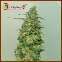 Dr  Krippling  Cannabis  Seeds  Chemdog  Millionaire