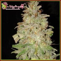 Dr  Krippling  Cannabis  Seeds  Chocolate  Orange  Auto