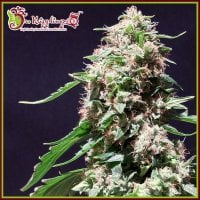 Dr  Krippling  Cannabis  Seeds  Chocolate  Zkittlez
