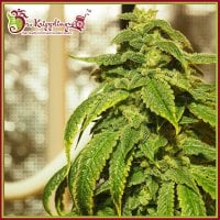 Dr Krippling Cannabis Seeds D Oh Si D Ohpe