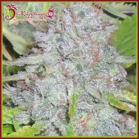 Dr  Krippling  Cannabis  Seeds  Delhi  Friend