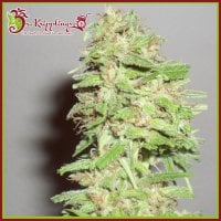 Dr  Krippling  Cannabis  Seeds  Dizzy  Lights  Auto
