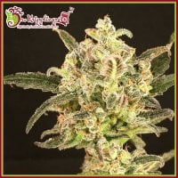 Dr Krippling Cannabis Seeds Dolly Kush