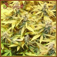 Dr  Krippling  Cannabis  Seeds  Gelato  Cookie  D  Oh  Ope  Auto  Aka  Ggg3