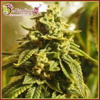 Dr Krippling Cannabis Seeds Glue Kripple