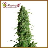 Dr  Krippling  Cannabis  Seeds  Guy  S  Girl  Scout  Cookies  Glue  Auto  Aka  Ggg1