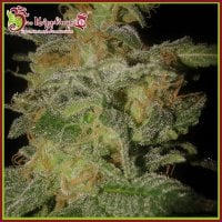 Dr  Krippling  Cannabis  Seeds  Incredible  Bulk  Auto