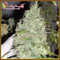 Dr  Krippling  Cannabis  Seeds  Incredible  Bulk