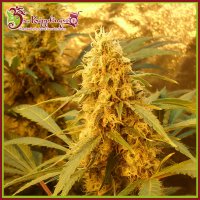 Dr  Krippling  Cannabis  Seeds  Jack  Mist  Tree