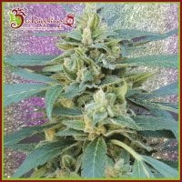 Dr  Krippling  Cannabis  Seeds  Jammy  Auto