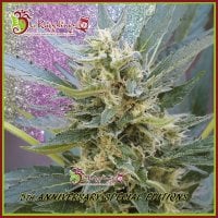 Dr  Krippling  Cannabis  Seeds  Jumping  Jack  Dash  Auto