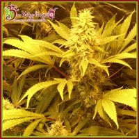 Dr  Krippling  Cannabis  Seeds  Kali  And  The  Chocolate  Factory