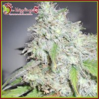 Dr  Krippling  Cannabis  Seeds  Kali  S  White  Shadow