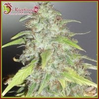 Dr  Krippling  Cannabis  Seeds  Kripple  Shock