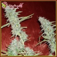 Dr  Krippling  Cannabis  Seeds  Krippleberry