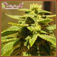 Dr Krippling Cannabis Seeds Krippling S Gelato