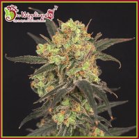 Dr Krippling Cannabis Seeds Leisure Zoot Larry