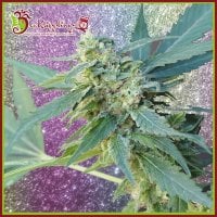 Dr  Krippling  Cannabis  Seeds  Mango  Bubble  Cloud  Auto
