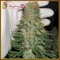 Dr Krippling Cannabis Seeds Mango Chutney