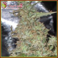 Dr  Krippling  Cannabis  Seeds  Melon  Kali