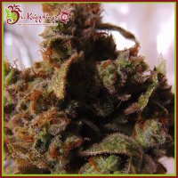 Dr  Krippling  Cannabis  Seeds  Mind  Can  Trol