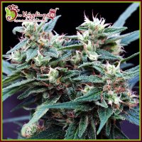 Dr  Krippling  Cannabis  Seeds  Ninja  Zkittlez