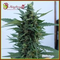 Dr  Krippling  Cannabis  Seeds  Og  Kush  Auto