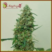 Dr  Krippling  Cannabis  Seeds  Patel  S  Cornershop  Surprise