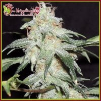 Dr  Krippling  Cannabis  Seeds  Pickled  Diesel