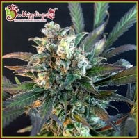 Dr  Krippling  Cannabis  Seeds  Quick  Separation  Cake