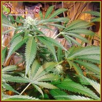 Dr  Krippling  Cannabis  Seeds  Red  Leicester  Tease