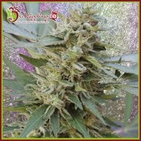 Dr  Krippling  Cannabis  Seeds  S  M