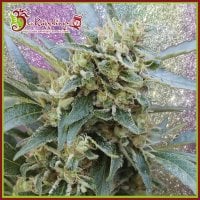 Dr  Krippling  Cannabis  Seeds  Shark  Infested  Custard