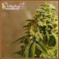 Dr Krippling Cannabis Seeds Sherbert Gorilla