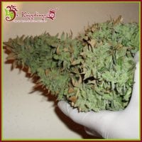 Dr  Krippling  Cannabis  Seeds  Smokin  Gun  Auto